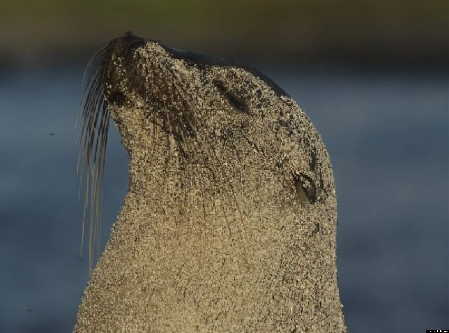 Gay Sea Lion Meme