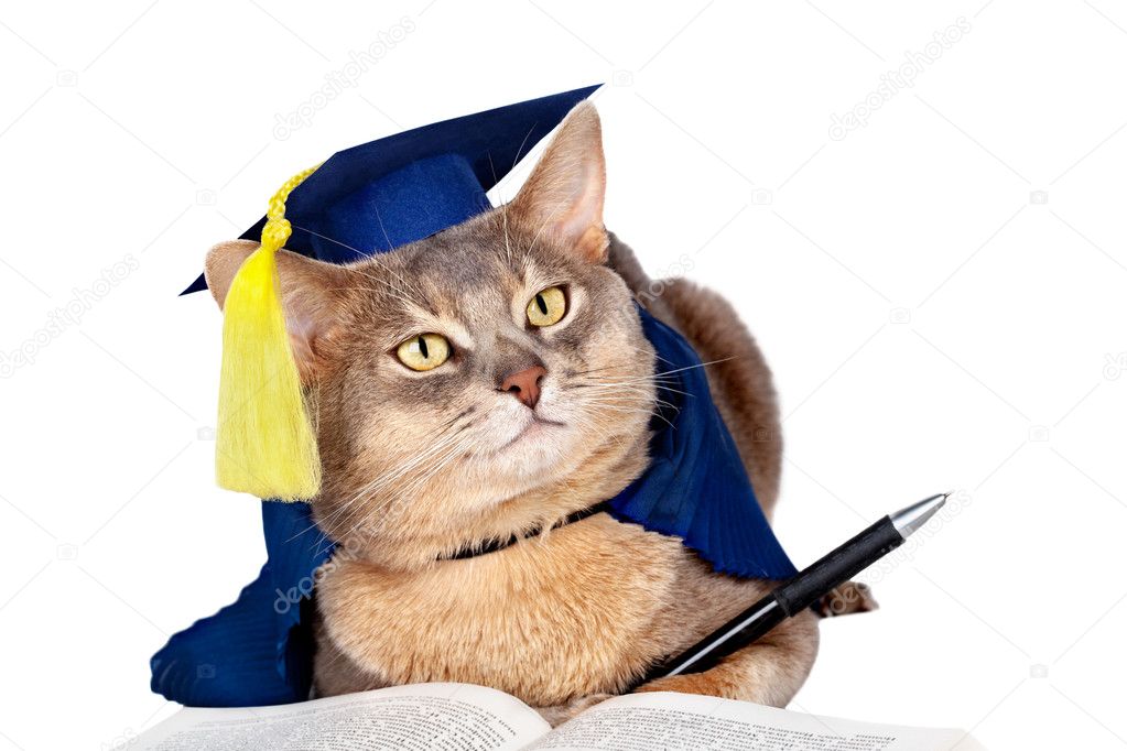 Graduation Cap And Gown White