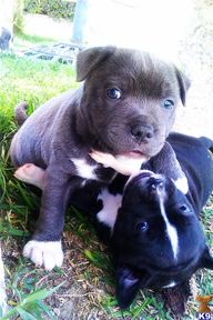 Grey Blue Staffy Puppies