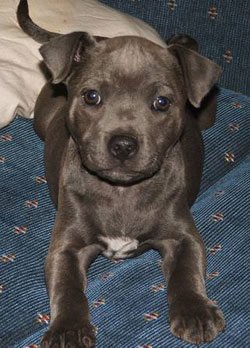 Grey Blue Staffy Puppies
