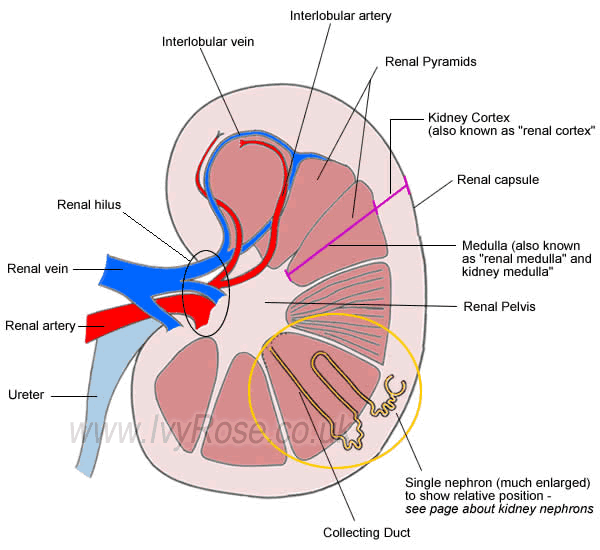 Human Body Diagram For Kids