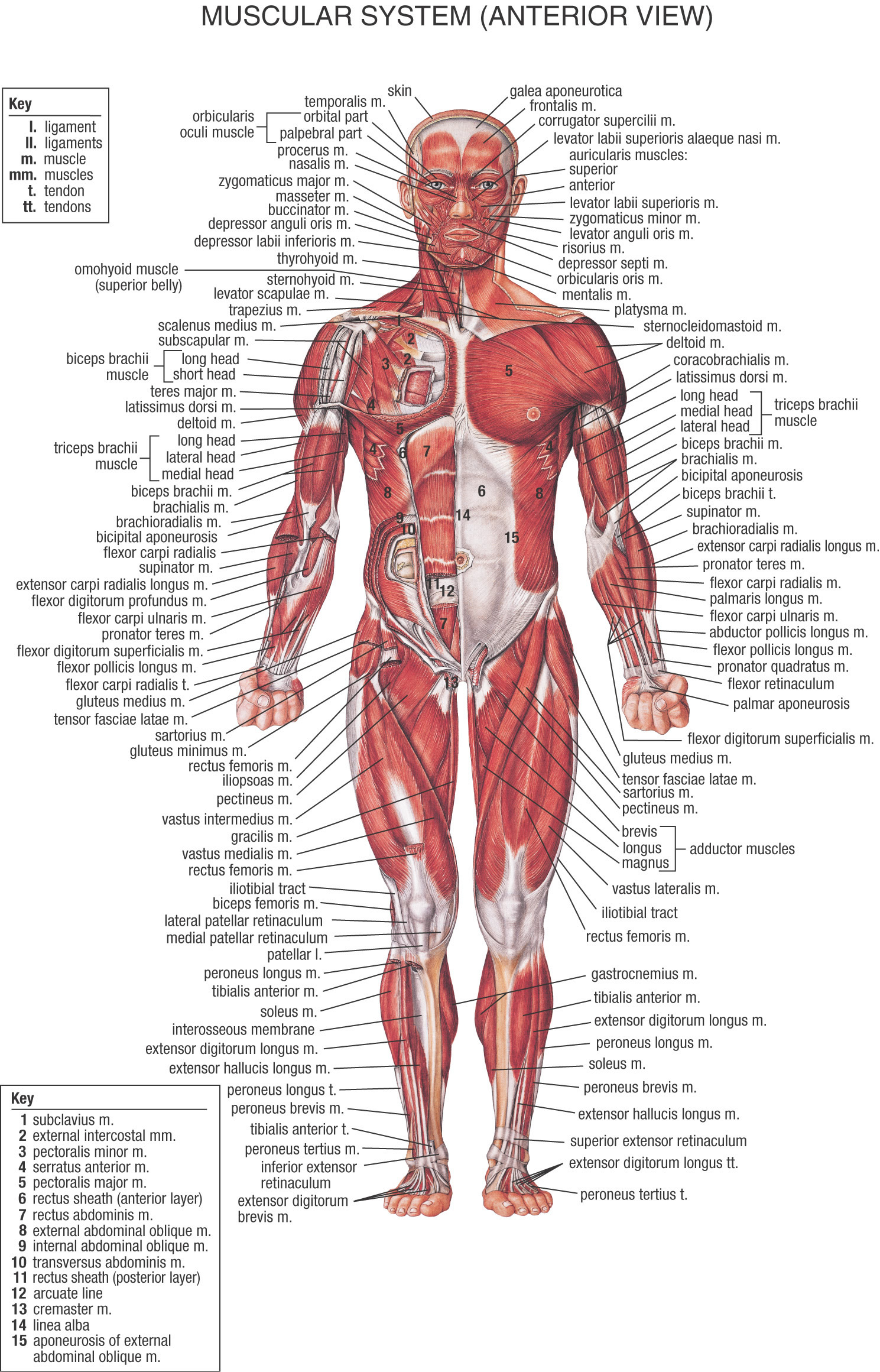 Human Body Muscles
