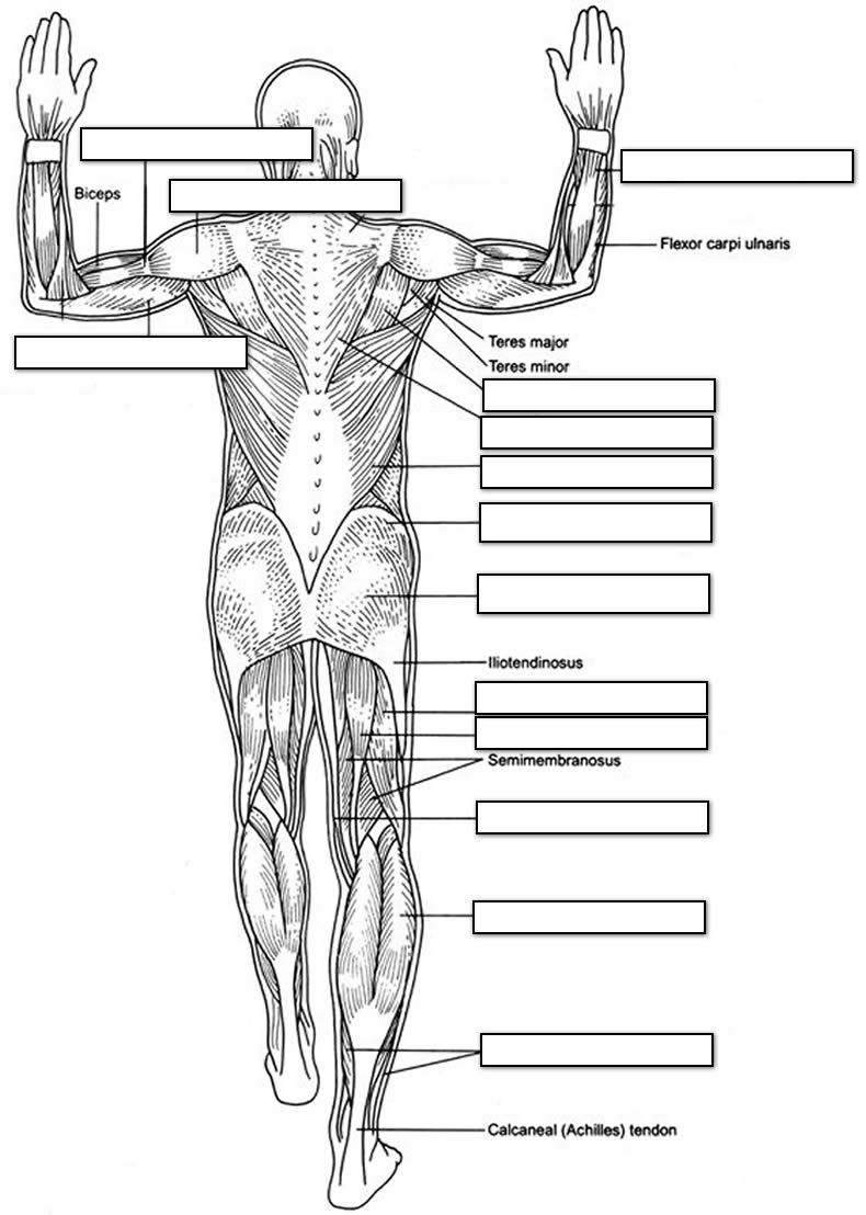 Human Body Muscles
