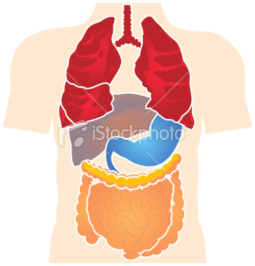 Human Body Organs