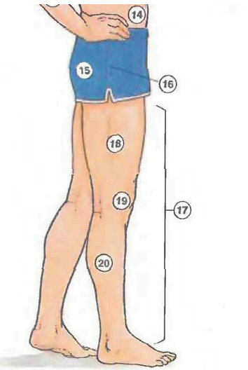 Human Body Organs Pictures For Kids