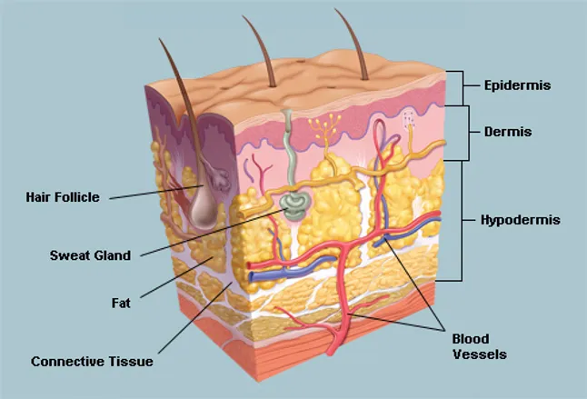 Human Body Organs Pictures For Kids