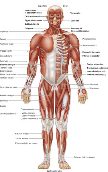 Human Body Parts