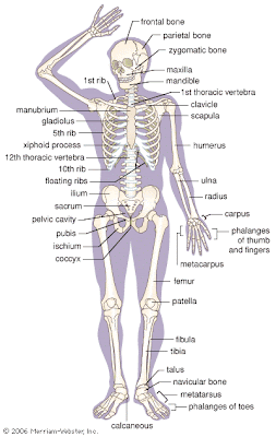 Human Body Parts