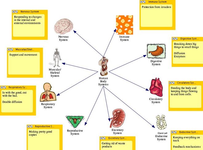 Human Body Systems And Their Functions