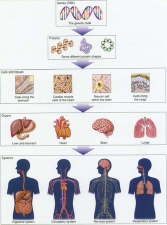 Human Body Systems And Their Functions
