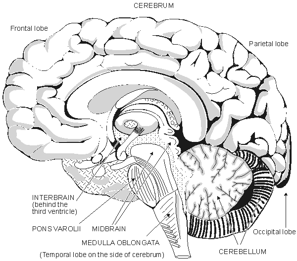 Human Brain Anatomy Diagram