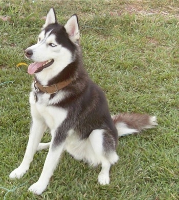 Huskies Dogs