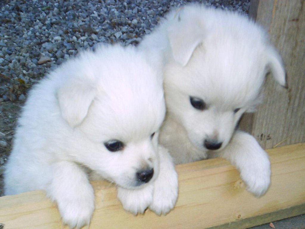 Huskies Dogs Puppies