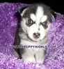 Huskies For Sale In Nc