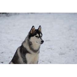 Huskies For Sale In Nc