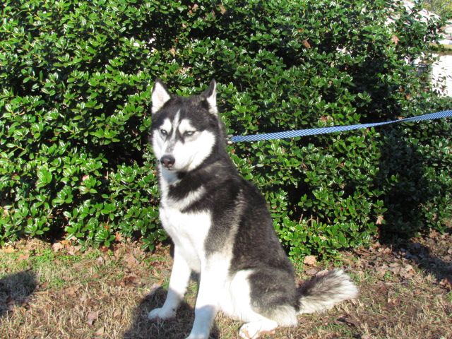 Huskies For Sale In Nc