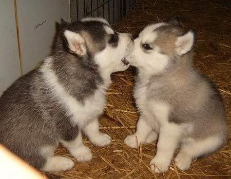 Husky Dog Breed Temperament