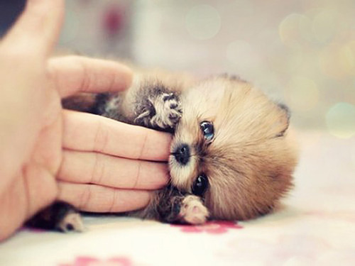 Husky Pomeranian Mix