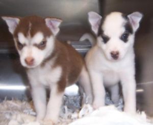 Husky Pomeranian Mix