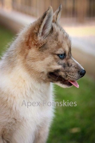 Husky Pomeranian Mix For Sale In Pa