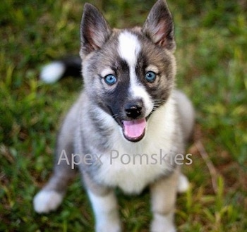 Husky Pomeranian Mix For Sale In Pa