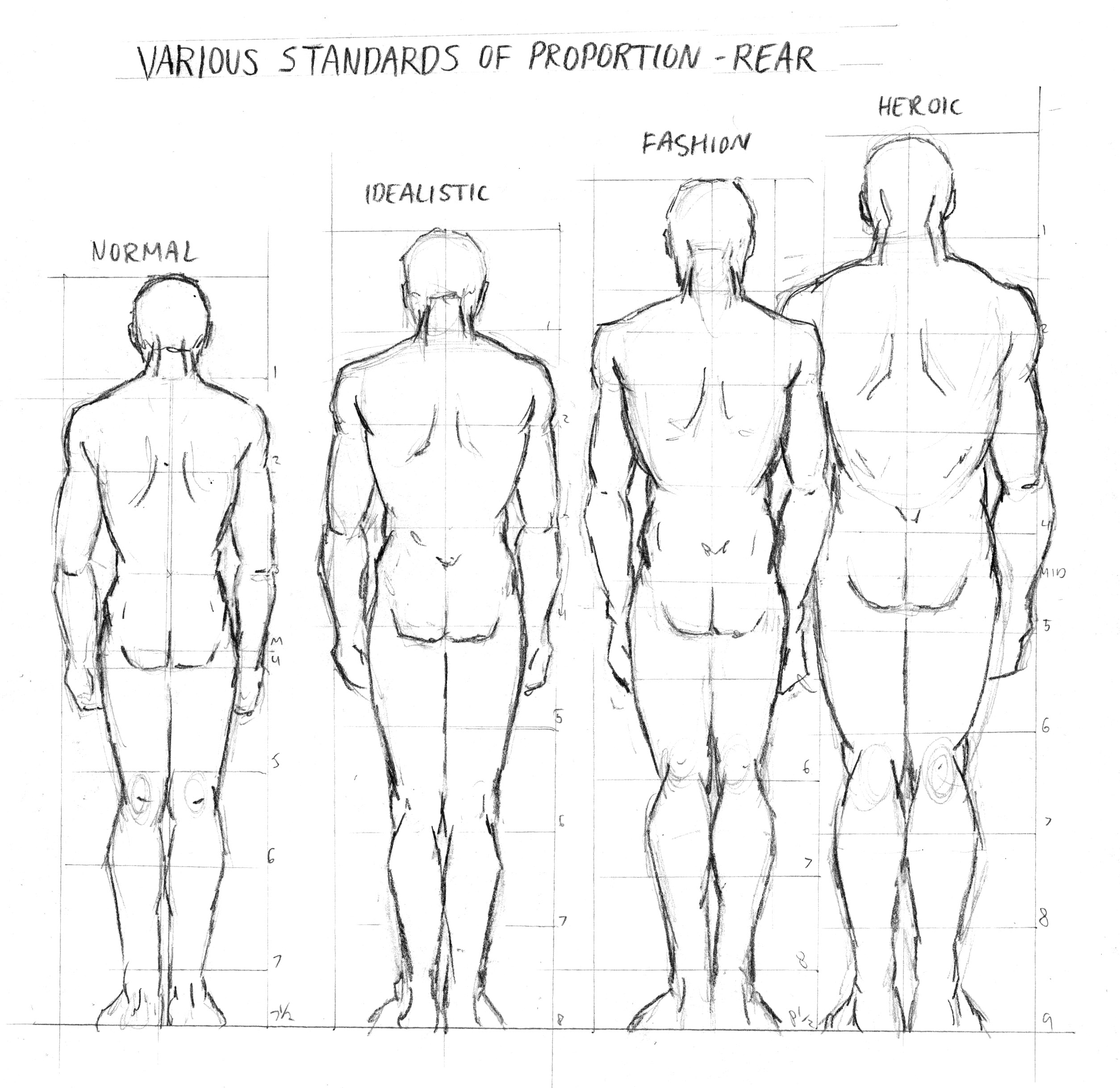 Ideal Male Body Proportions