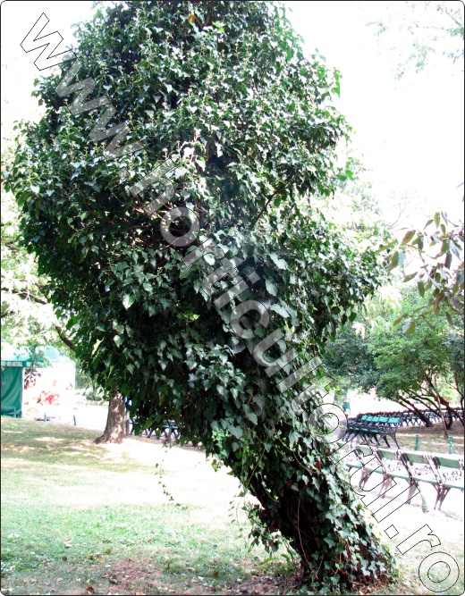Iedera