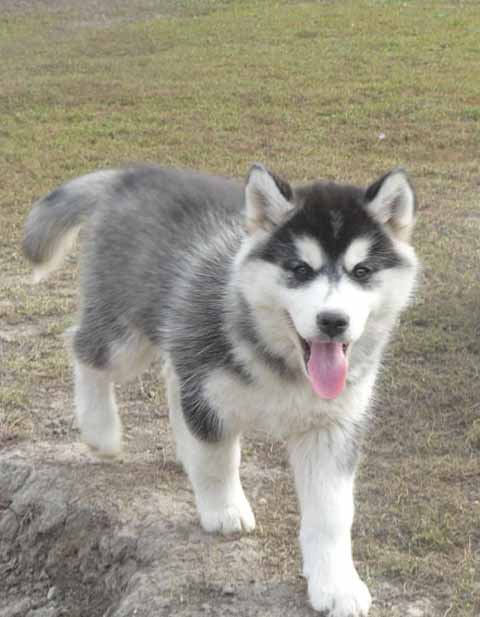 Images Of Huskies Dogs