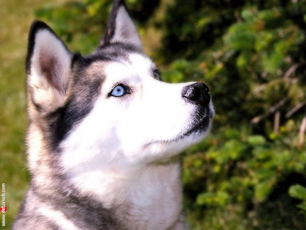 Images Of Huskies Dogs