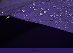 Indigo.html