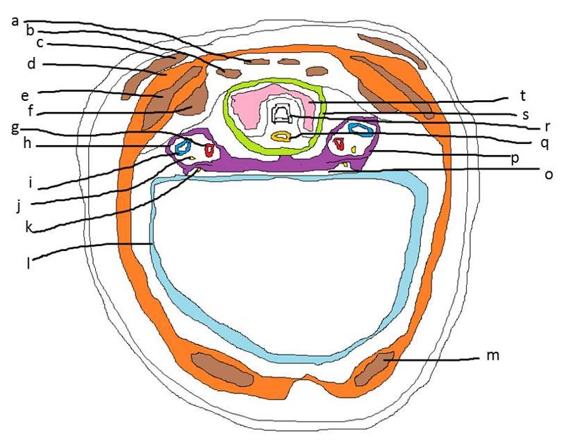 Investing Layer Of Deep Cervical Fascia