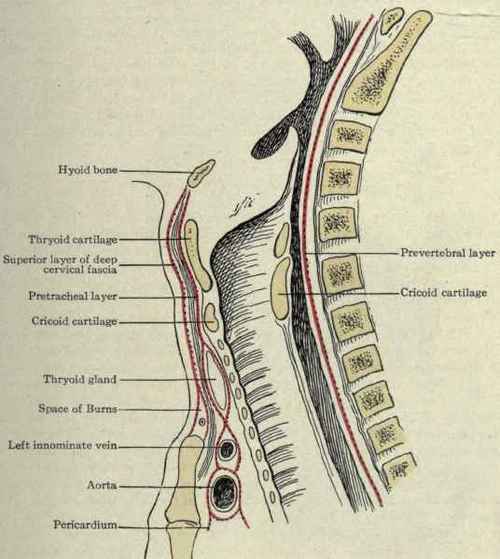 Investing Layer Of Deep Cervical Fascia