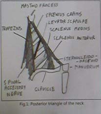 Investing Layer Of Deep Cervical Fascia