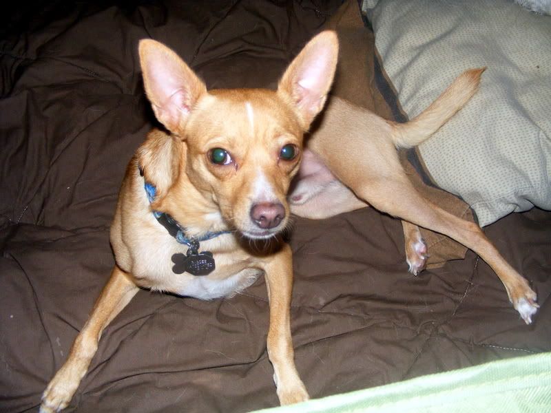 Italian Greyhound Chihuahua Mix