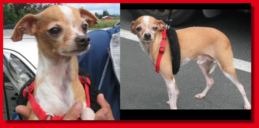 Italian Greyhound Chihuahua Mix