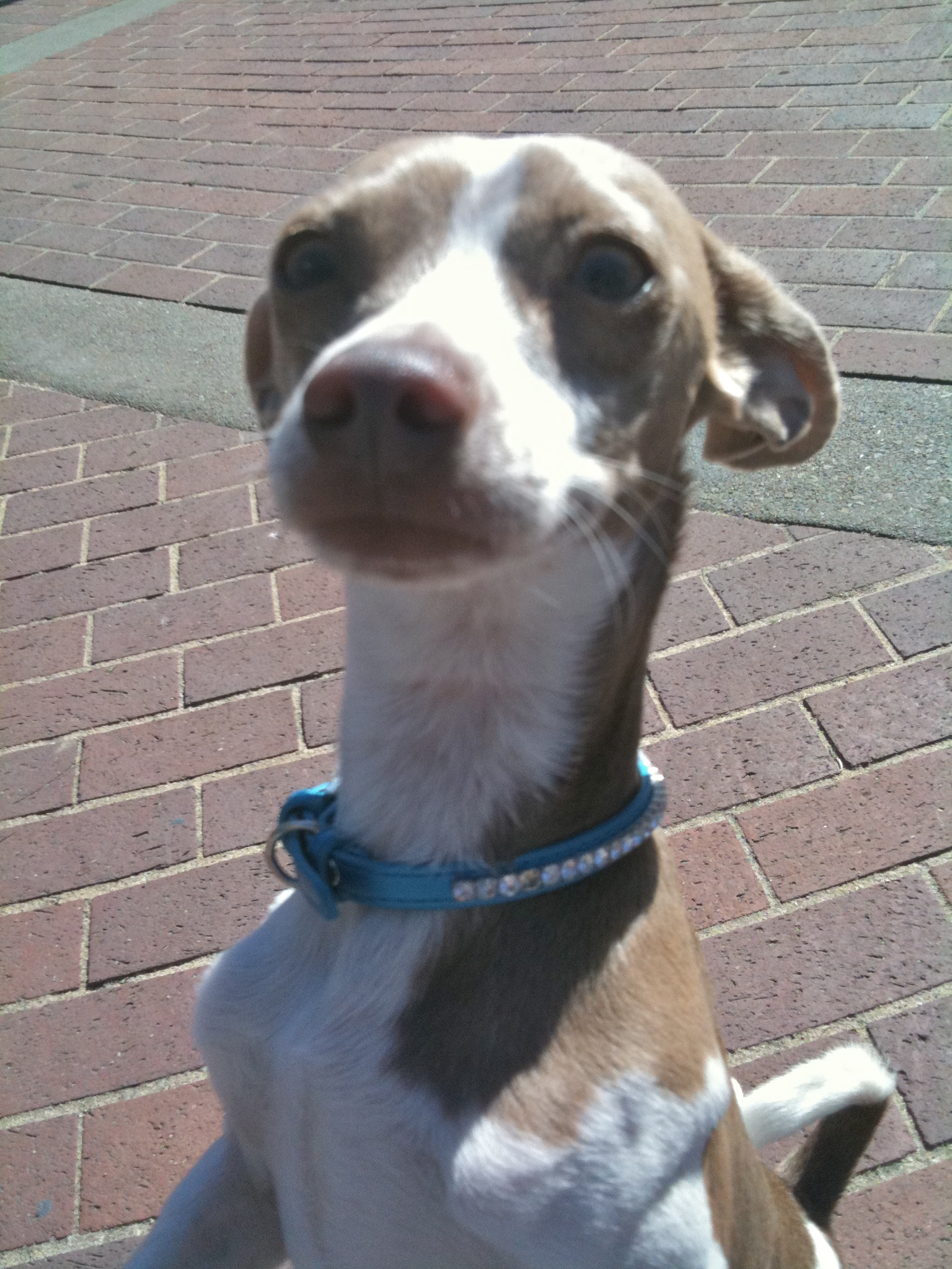 Italian Greyhound Chihuahua Mix Pictures