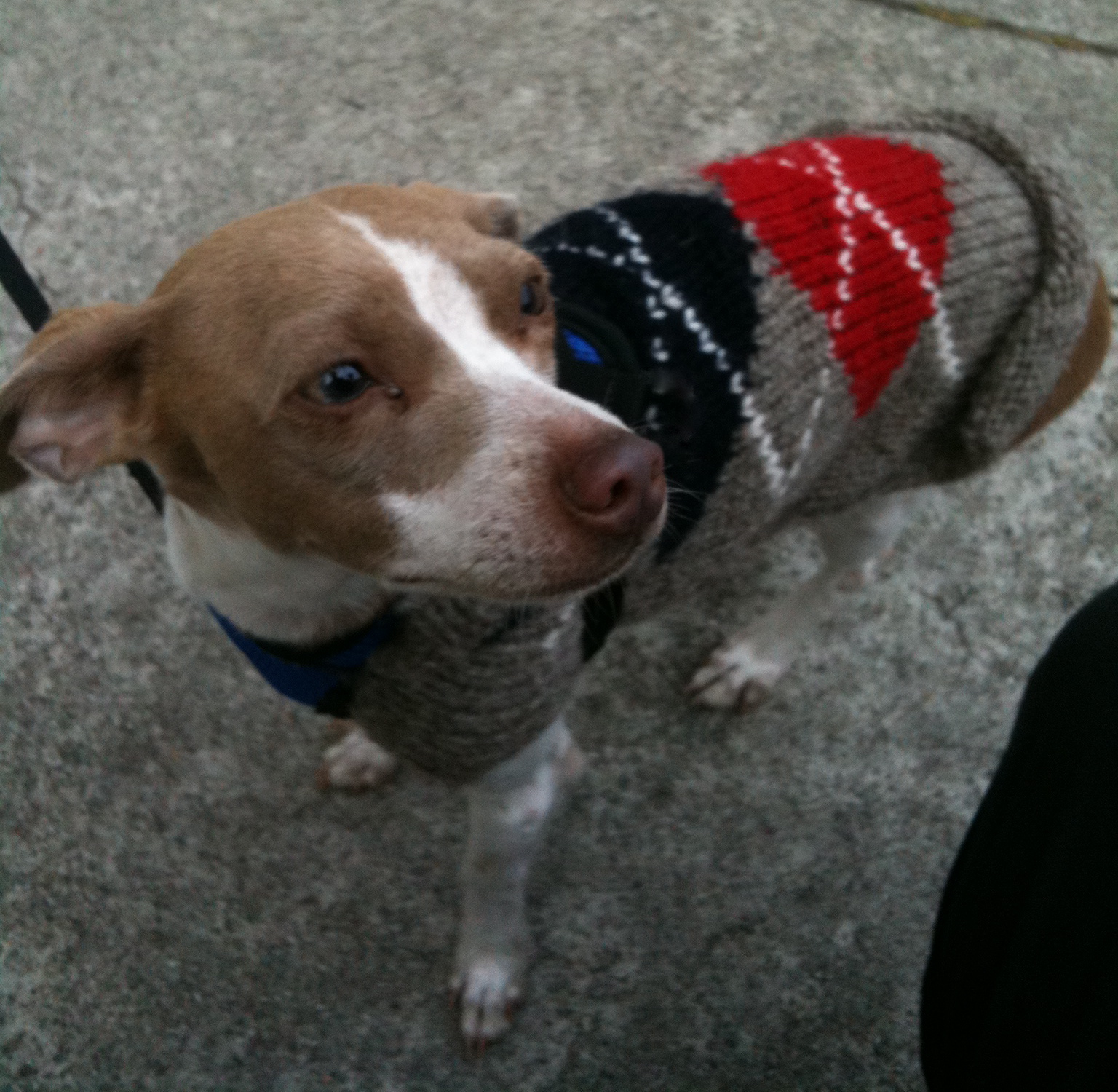 Italian Greyhound Chihuahua Mix Pictures