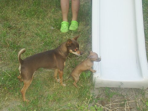 Italian Greyhound Chihuahua Mix Pictures