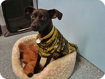 Italian Greyhound Chihuahua Mix Puppies