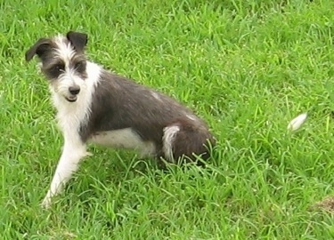 Italian Greyhound Dog