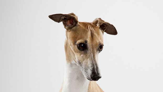 Italian Greyhound Dog