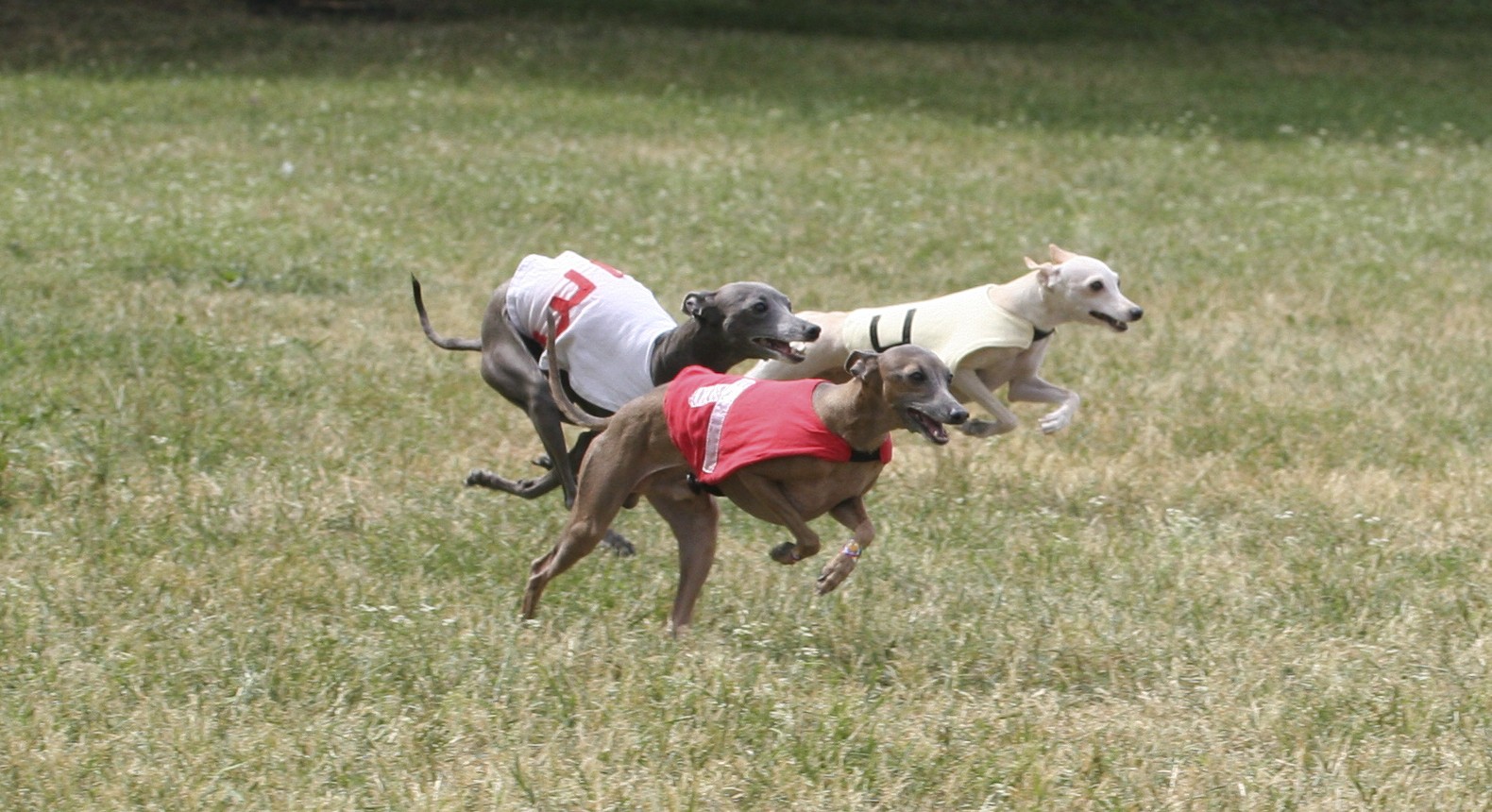 Italian Greyhound Dog