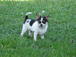 Italian Greyhound For Sale