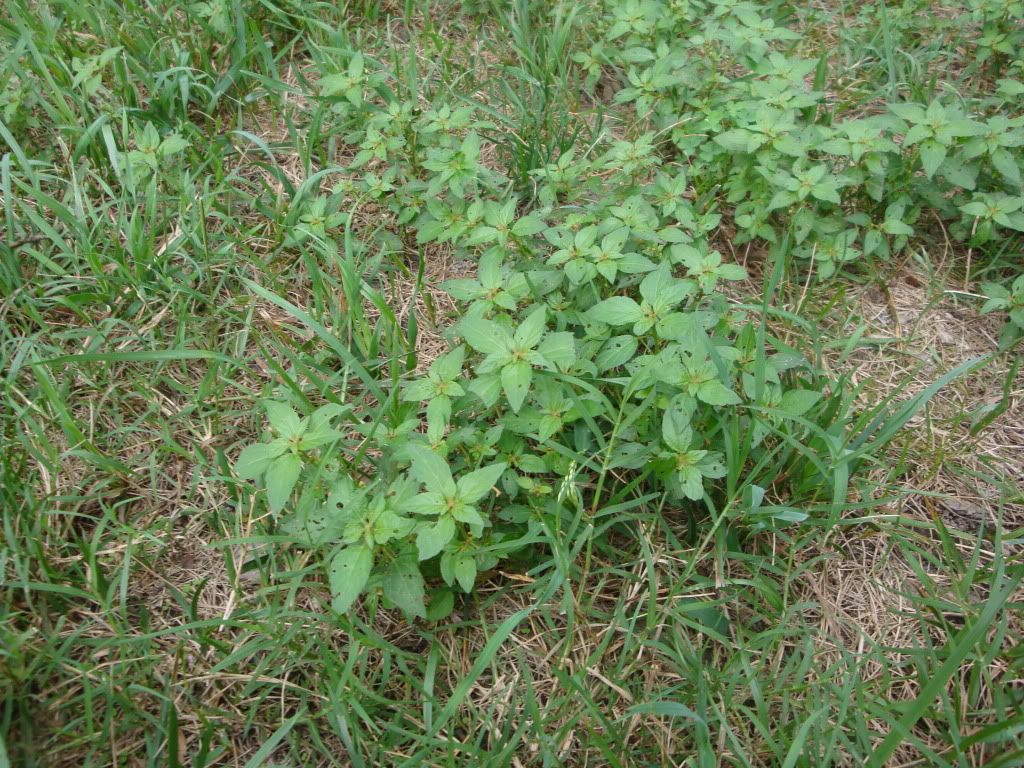 Lawn Weeds Identification