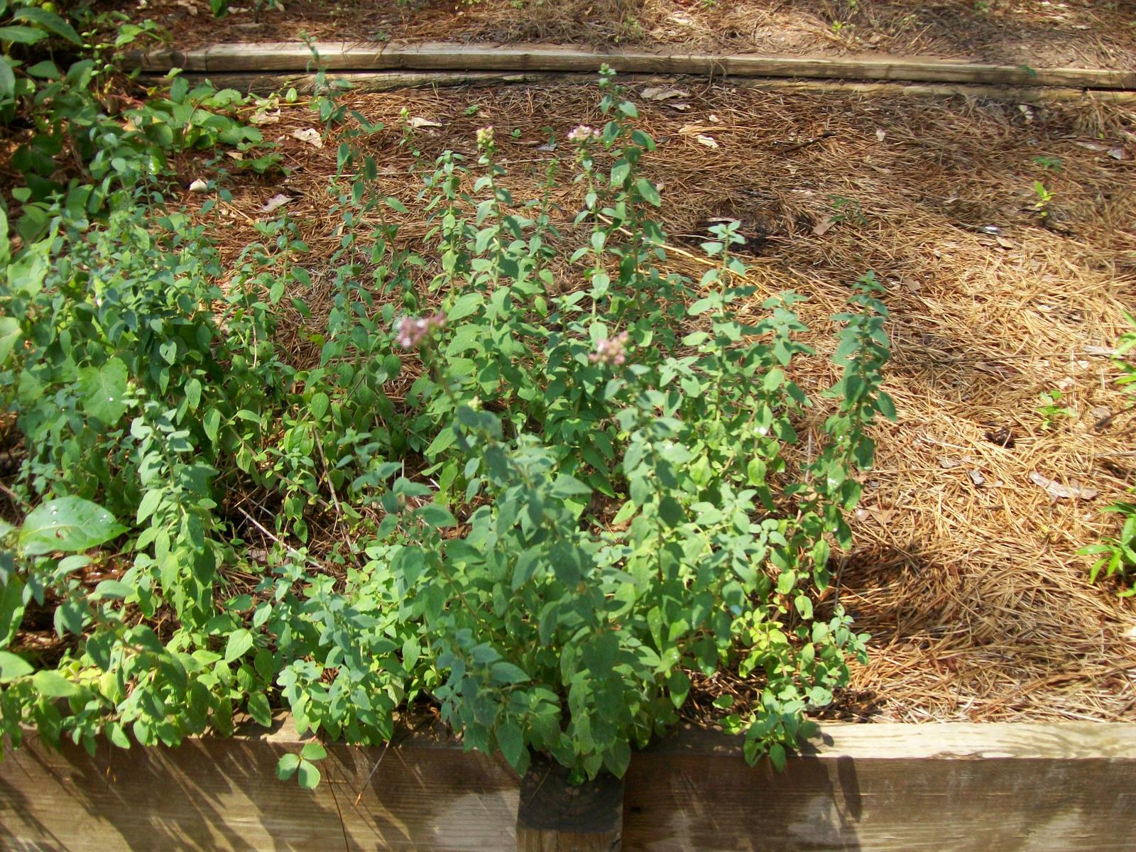 Lawn Weeds Identification