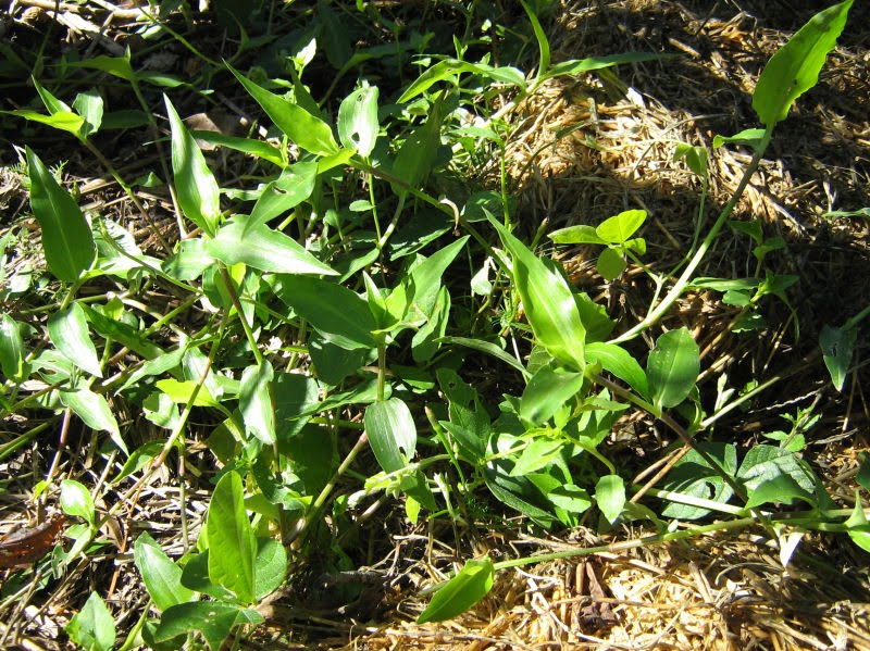 Lawn Weeds Queensland