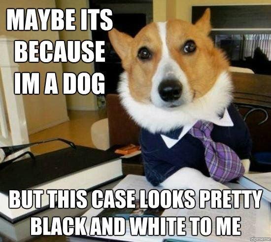 Lawyer Dog Corgi