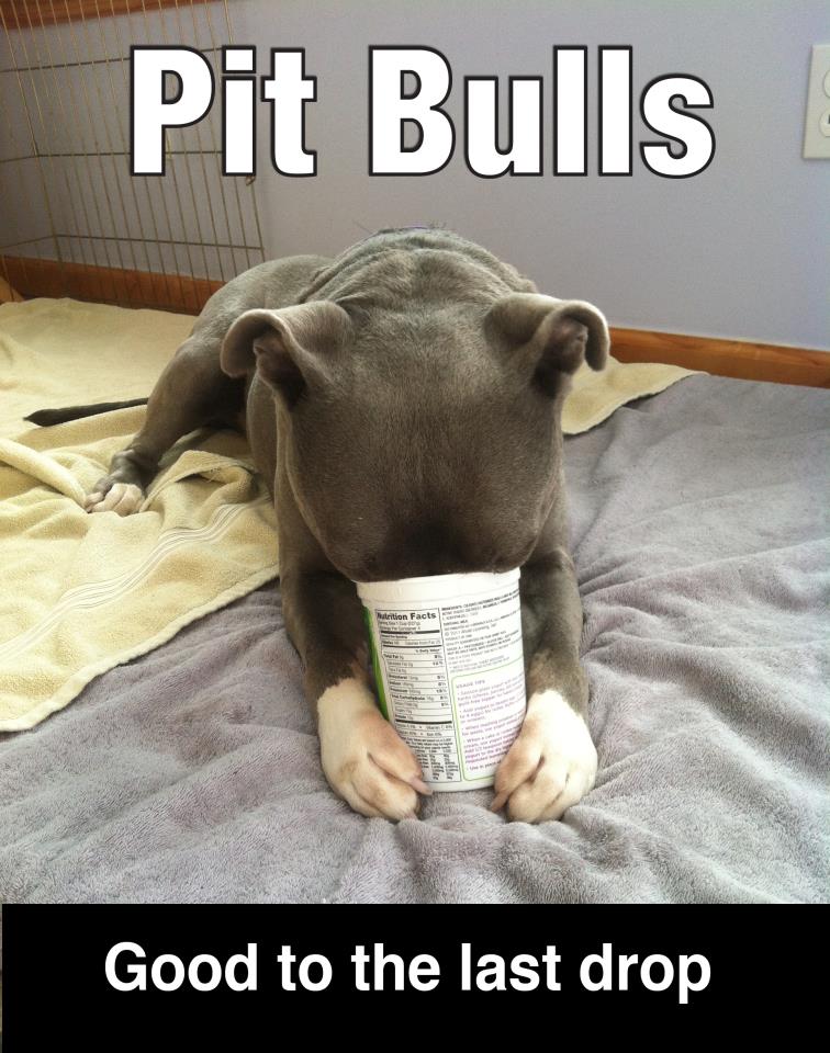 Lawyer Dog Names