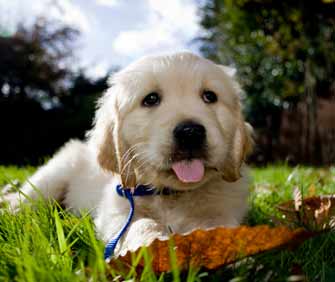 Lawyer Dog Names