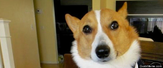 Lawyer Dog Tumblr